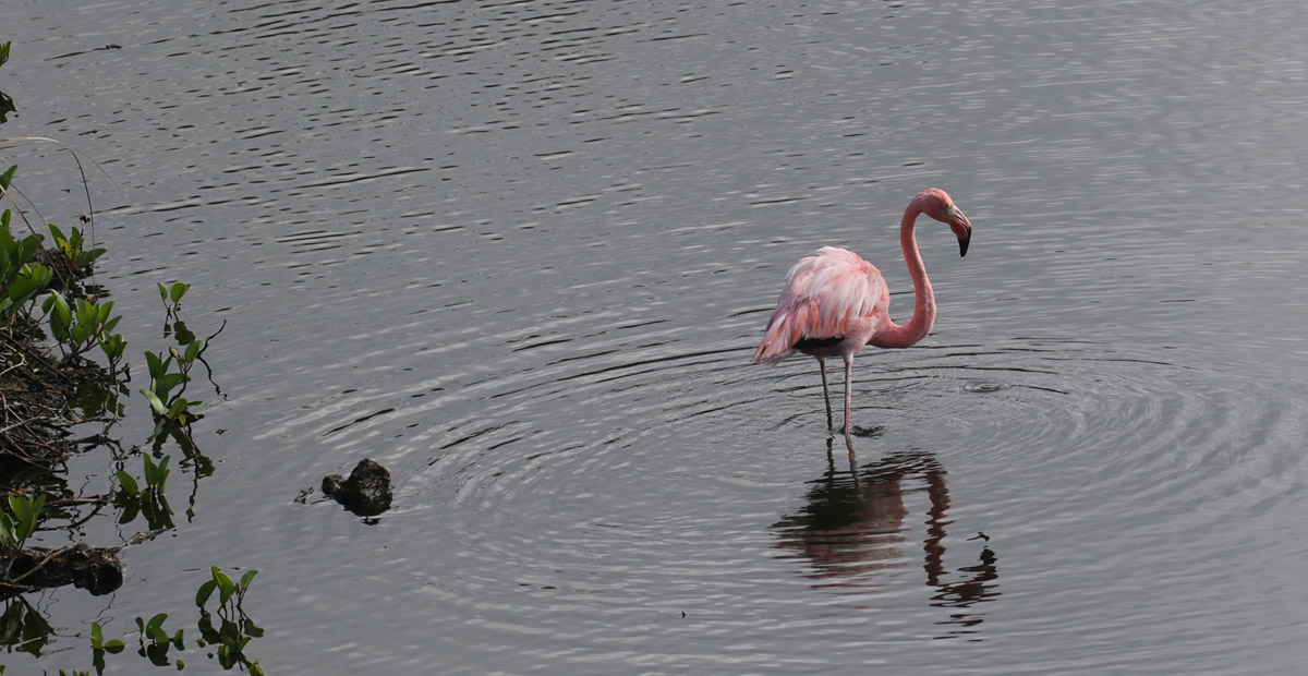 Flamingo